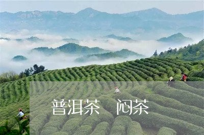 普洱茶 闷茶/2023042883332